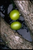 Image of common calabash tree