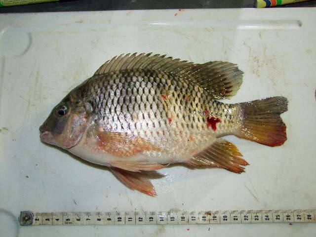 Image of Tilapia