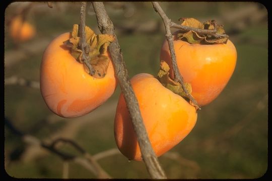 Image of japanese persimmon