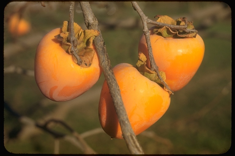 Image of japanese persimmon