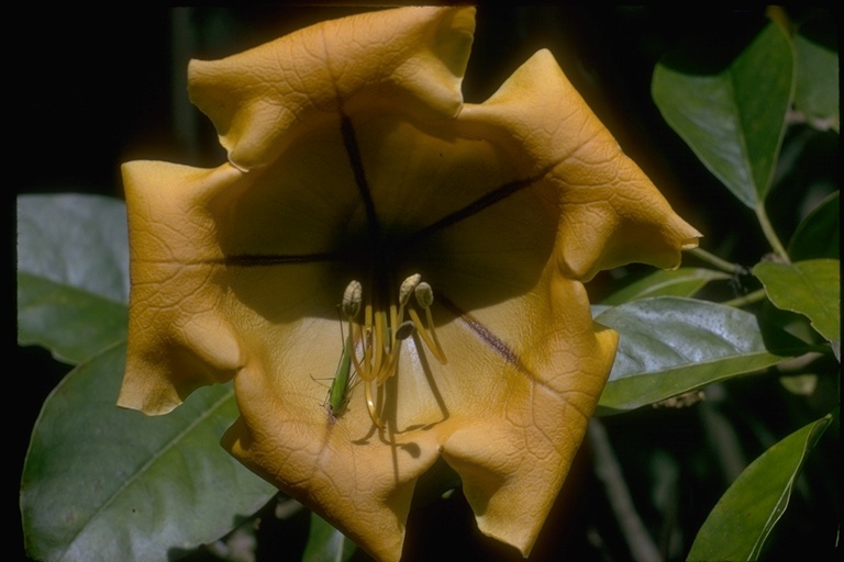 Image of Hawaiian Lily