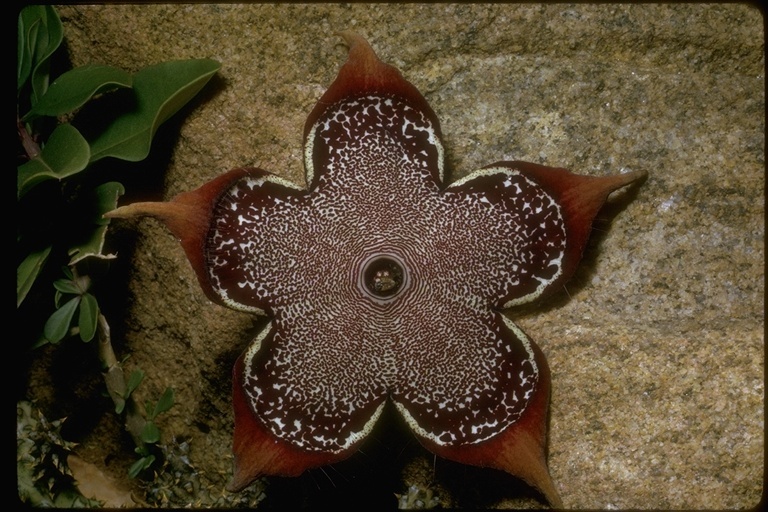 Image of <i>Edithcolea grandis</i>