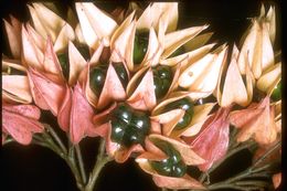 Image of bagflower