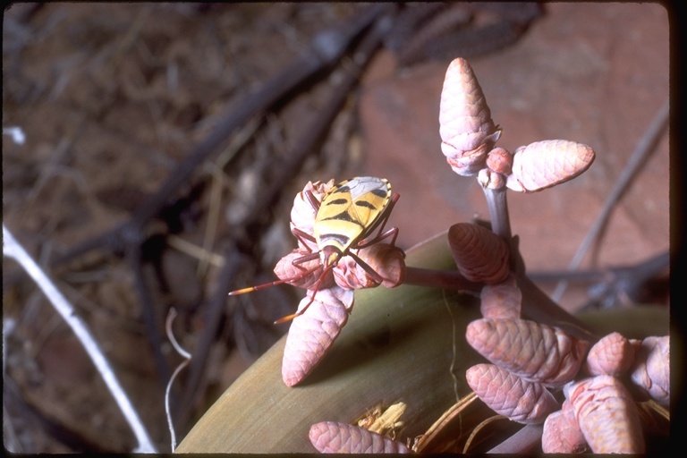 Image of red bugs