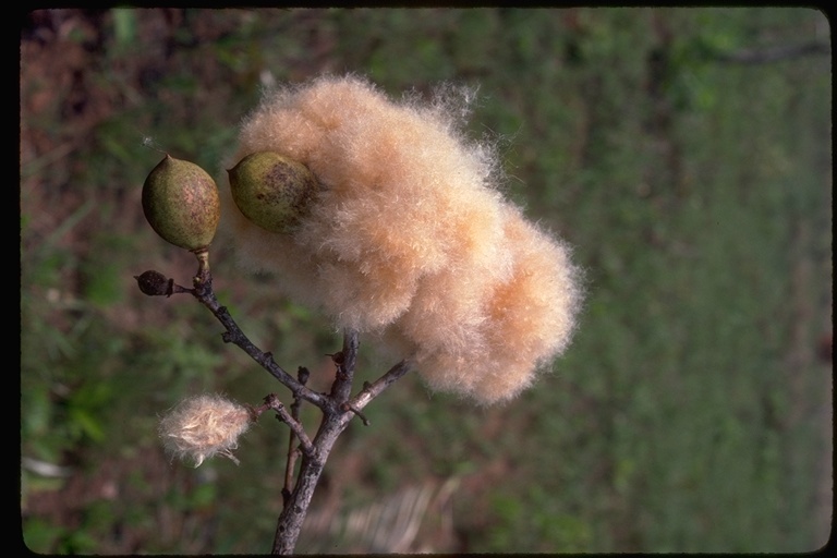 Plancia ëd Ceiba pentandra (L.) Gaertn.