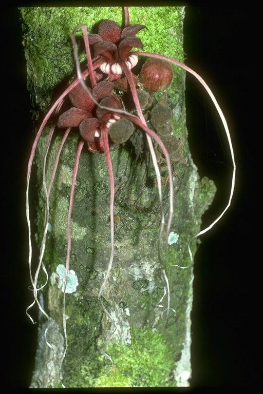 Image of Herrania balaensis Preuss