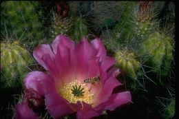 Image de Echinocereus cinerascens (DC.) H. P. Kelsey & Dayton