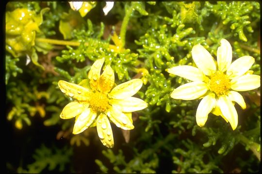 Image of Floreana daisy