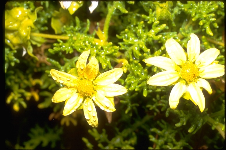 Lecocarpus pinnatifidus DC. resmi