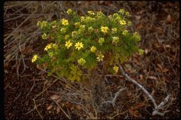 Lecocarpus pinnatifidus DC. resmi