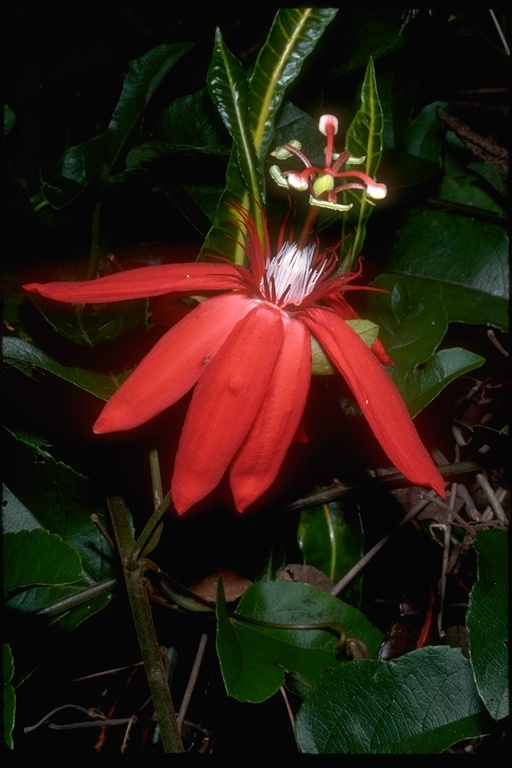 Image of perfumed passionflower