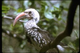 Image of Northern Red-billed Hornbill