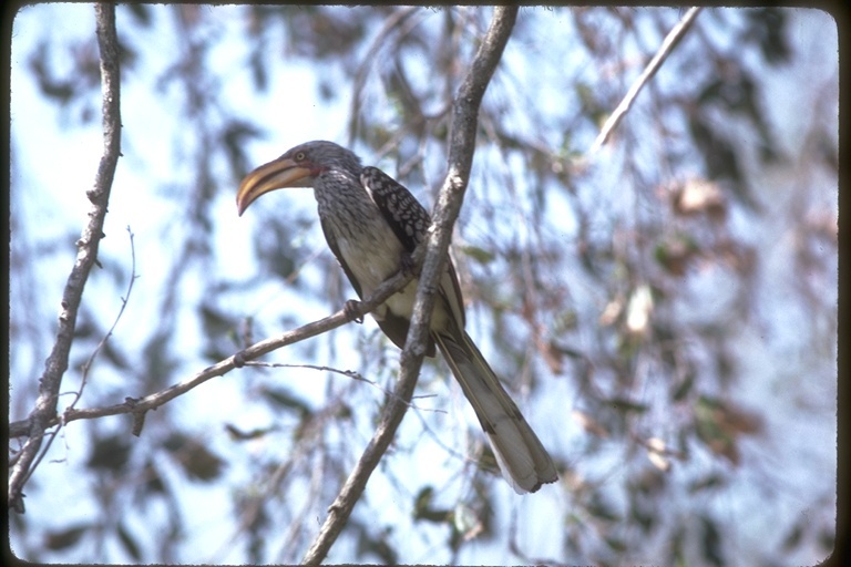 Image of Southern Yellow-billed Hornbill