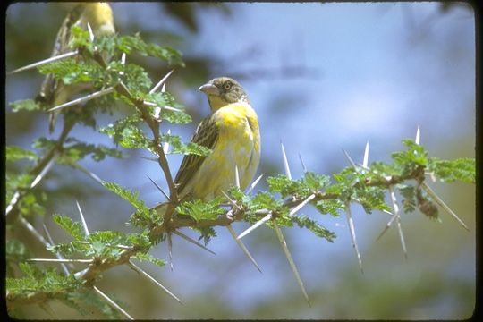 Image of Lesser Masked Weaver