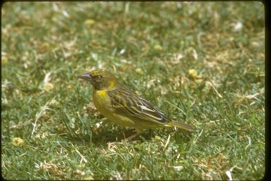 Image of Speke's Weaver