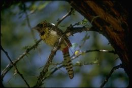 Image of D'Arnaud's Barbet