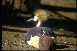 Image of Grey Crowned Crane