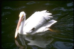 Image of American White Pelican