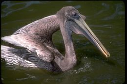 Image of Brown Pelican