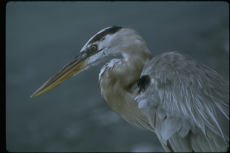 Image of Great Blue Heron