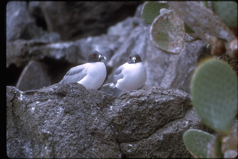 Image of Swallow-tailed Gull