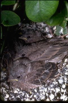 Image of House Finch