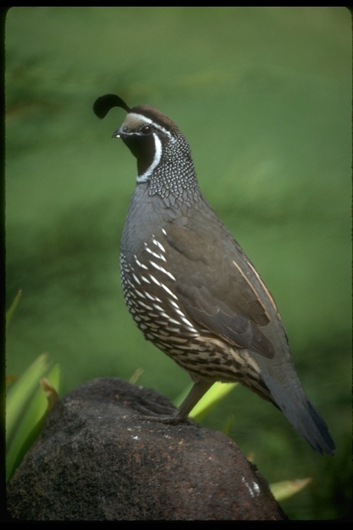 Image of California Quail