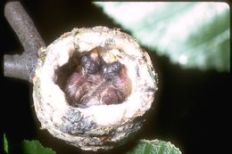 Image of Black-chinned Hummingbird