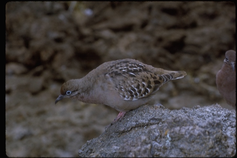 Image of Galapagos Dove