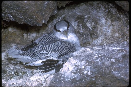 Image of Red-billed Tropicbird