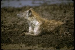 Image of Spotted Hyena