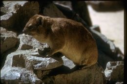 Image of Rock Hyrax