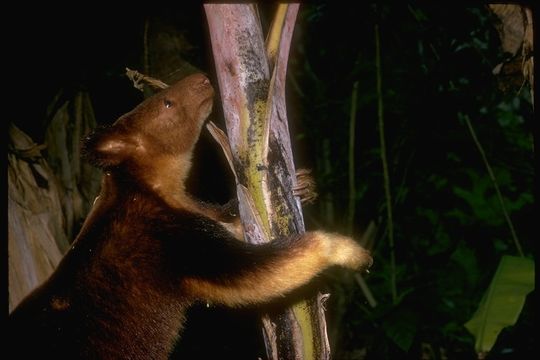 Image of Goodfellow's Tree-kangaroo