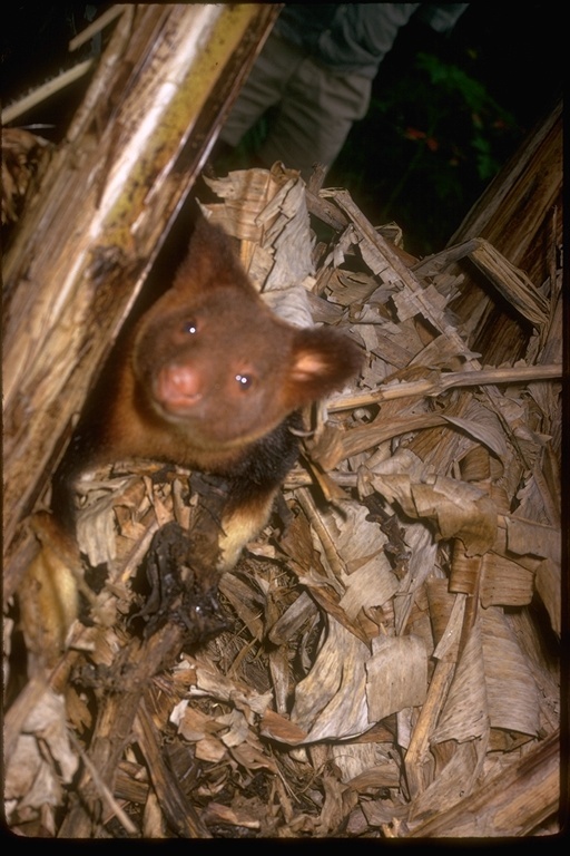 Image of Tree-kangaroo