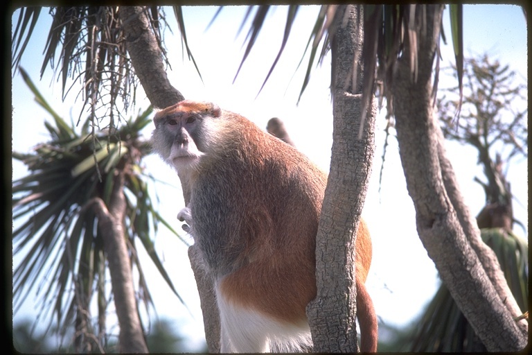 Image of patas monkey