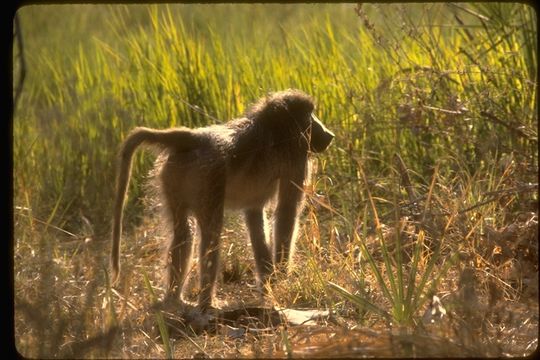 Image of Chacma Baboon