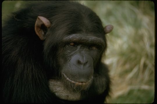 Image de Bonobo