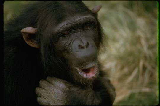 倭黑猩猩的圖片