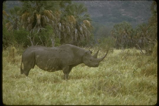 Image of Black Rhinoceros