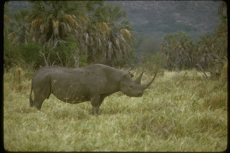 Image of Black Rhinoceros
