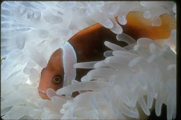 Image of Blackback anemonefish