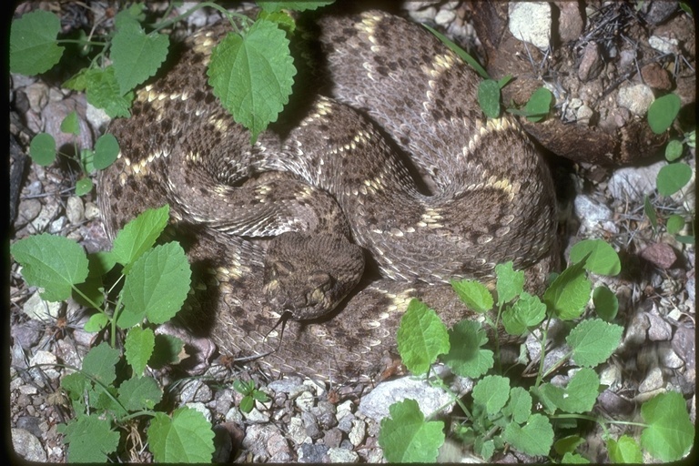 Image de Crotalus atrox Baird & Girard 1853