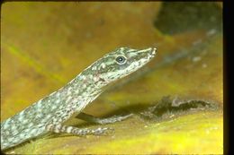 Image of Anolis peraccae Boulenger 1898