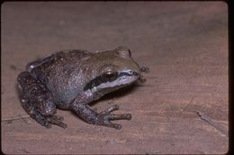 Image of Northern Pacific Treefrog