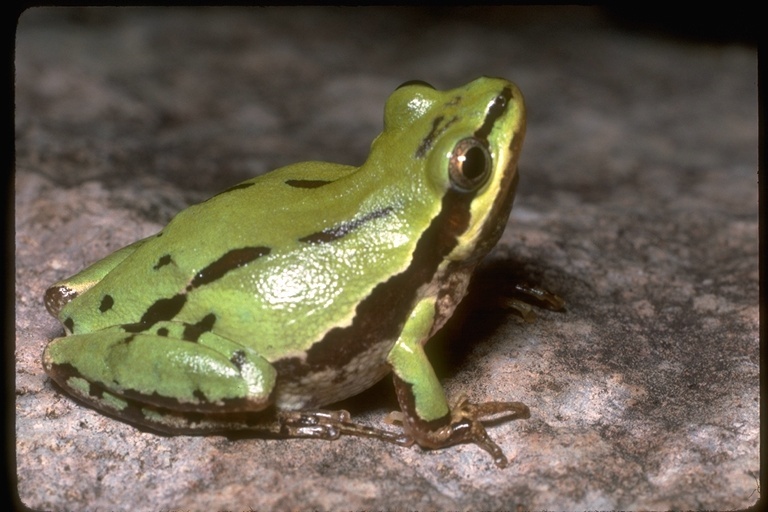 Image of Northern Pacific Treefrog