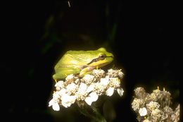 Image of Northern Pacific Treefrog