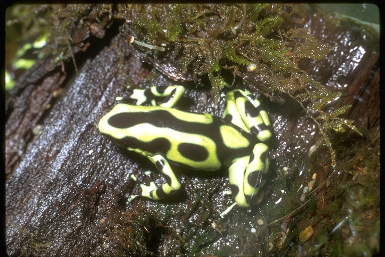 Plancia ëd Dendrobates auratus (Girard 1855)