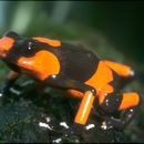 Image of Lehmann's Poison Frog