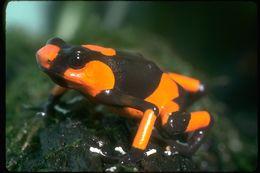 Image of Lehmann's Poison Frog