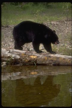 Image of American Black Bear